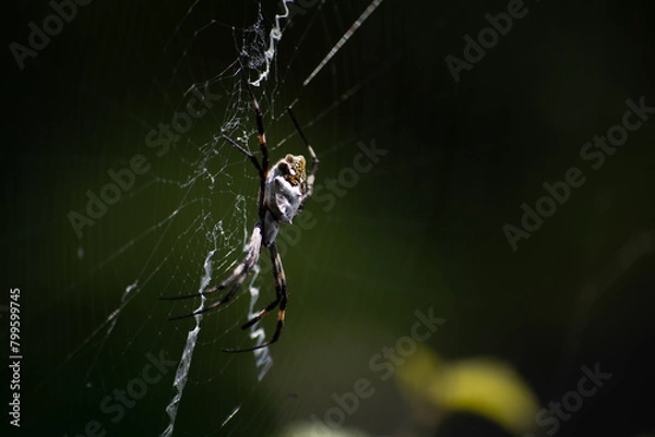 Fototapeta spider on web