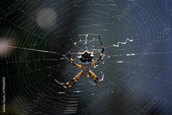 Fototapeta spider on web