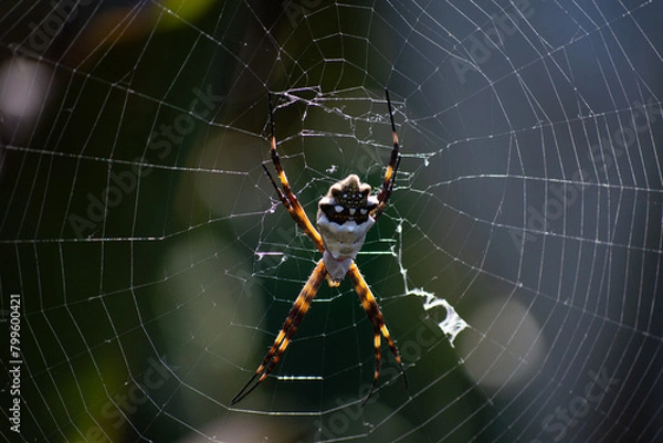 Fototapeta spider on web