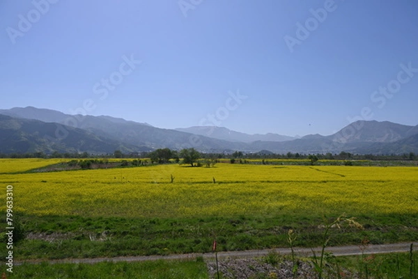 Obraz 長野県飯山市の菜の花公園の菜の花公園畑の景色