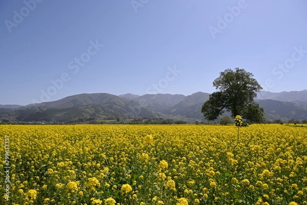 Obraz 長野県飯山市の菜の花公園の菜の花畑と山々と青空の風景