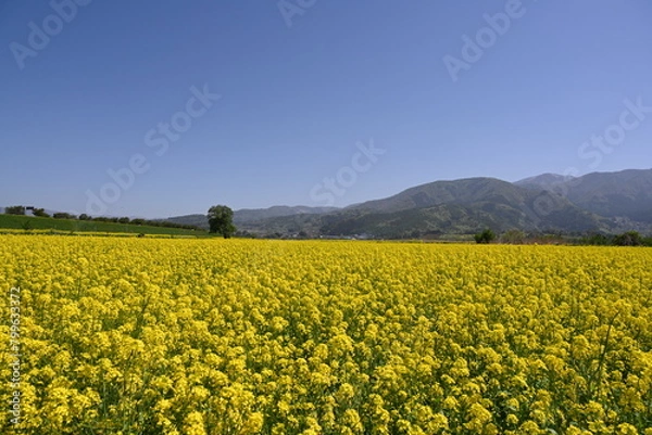Obraz 長野県飯山市の菜の花公園の菜の花畑