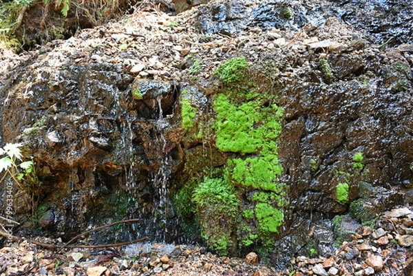 Obraz 地獄谷野猿公苑に続く山道で岩から染み出る水とコケ