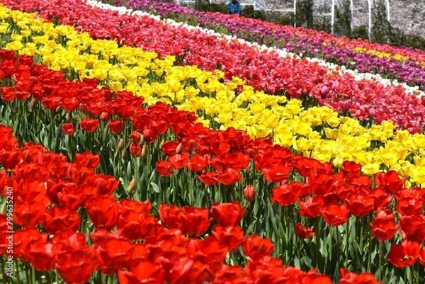 Fototapeta チューリップ