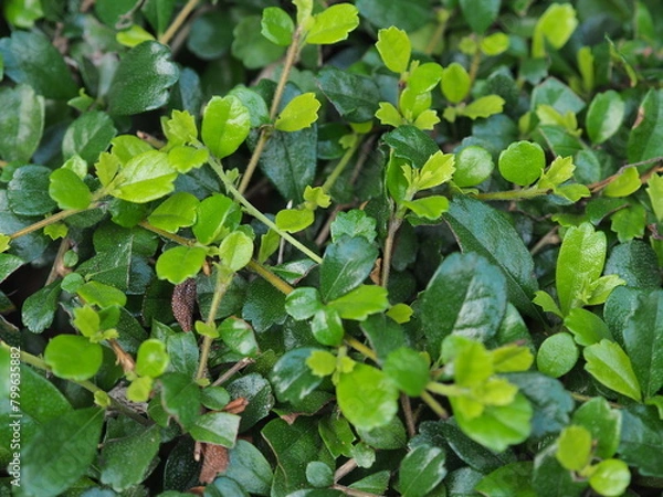 Obraz green leaves background