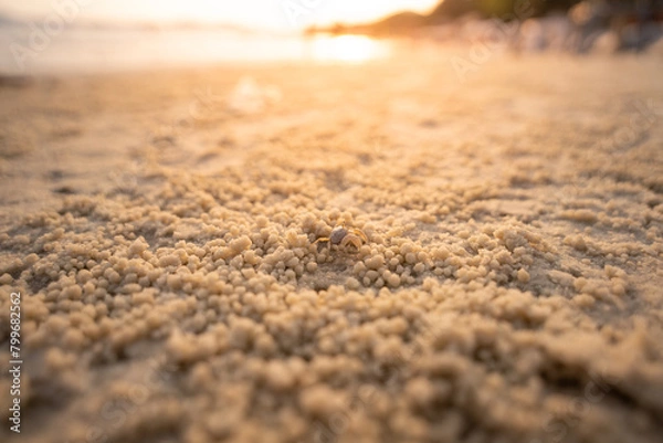 Obraz Close-up of a hermit crab on sandy beach with golden sunset in the background
