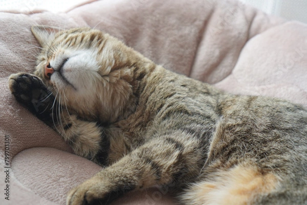 Obraz 眠るキジトラ