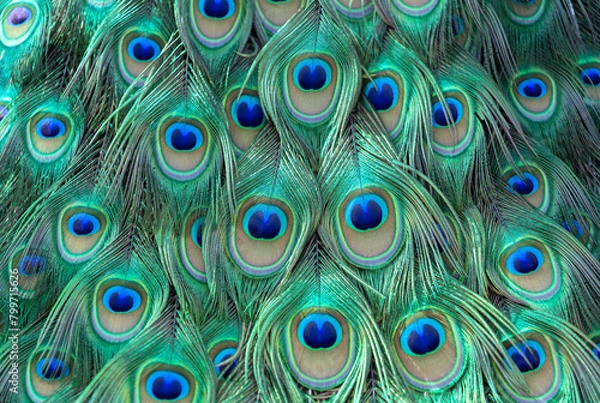 Fototapeta colorful of peacock feathers as background, top view
