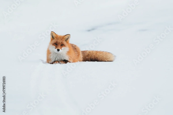 Obraz キタキツネ