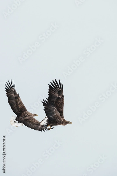 Obraz オジロワシ