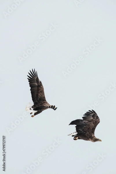 Obraz オジロワシ