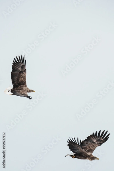 Fototapeta オジロワシ