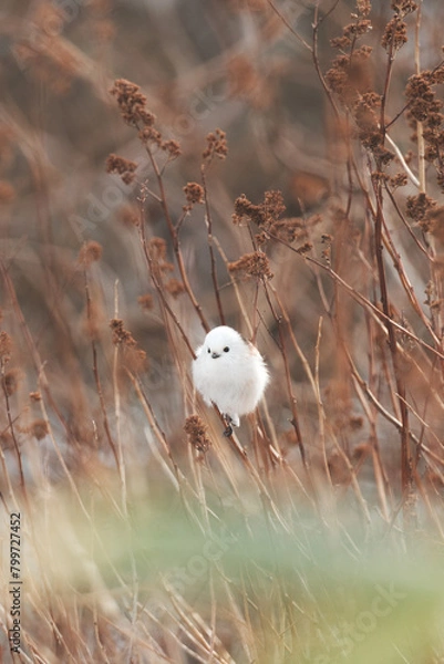 Obraz シマエナガ