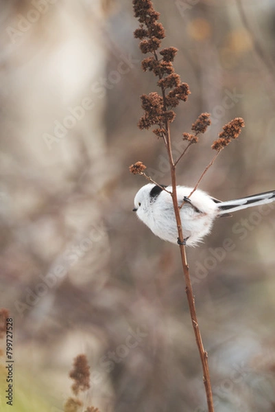 Obraz シマエナガ