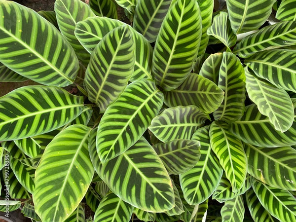 Obraz Green Calathea leaves forming a beautiful texture pattern background
