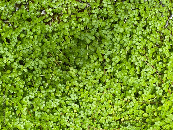 Obraz Small aquatic plants forming a beautiful texture pattern background
