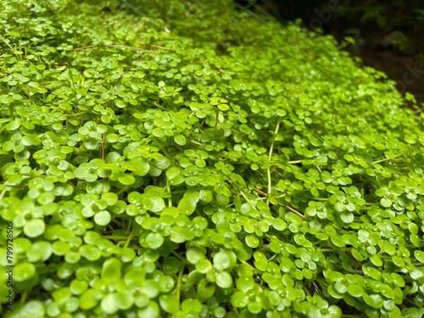 Obraz Small aquatic plants forming a beautiful texture pattern background
