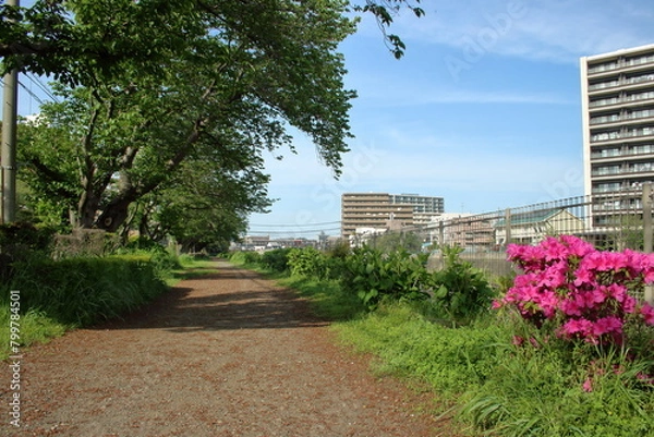 Fototapeta 未舗装の歩道と深緑の桜並木