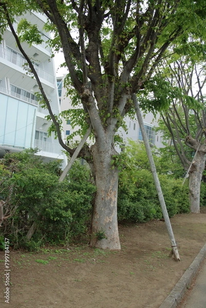 Fototapeta 倒木防止対策