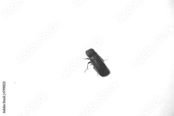 Fototapeta beetle
