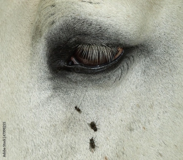 Fototapeta eye of the beholder