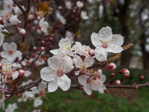 Obraz white plum blossoms blooming , close-up photo of a white plum blossom. The scientific name is Prunus mume. The English name is Japanese apricot.