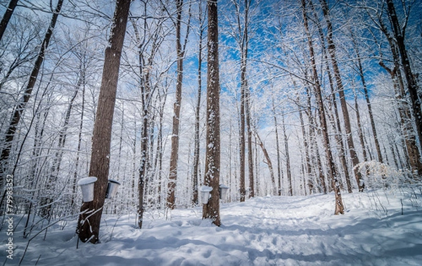Fototapeta Maple syrup soon to flow.