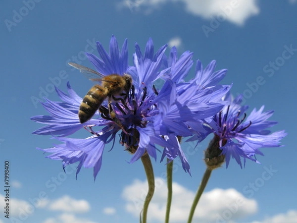 Obraz cornflower with bee