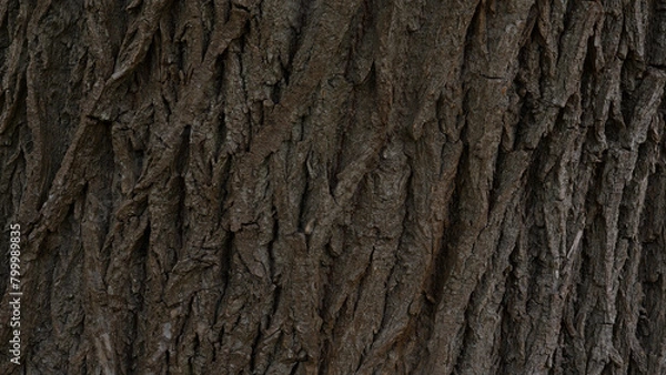 Obraz Tree crust wallpaper