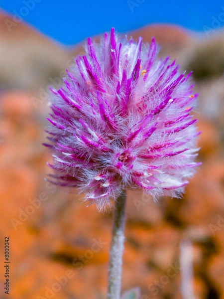 Obraz Mulla Mulla - native outback Australian flower
