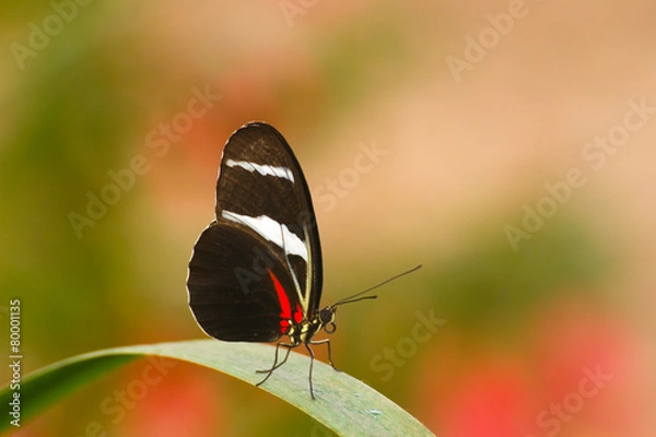 Fototapeta Butterfly