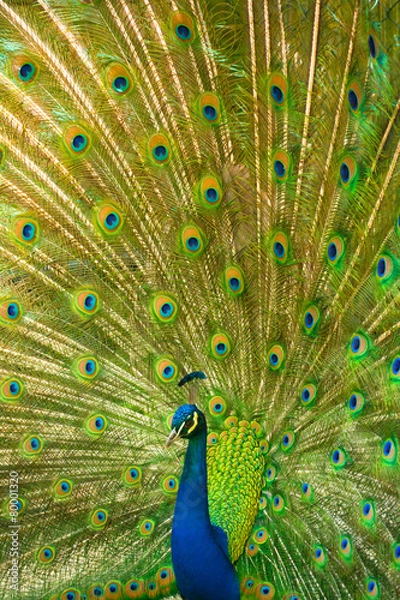 Fototapeta Peacock