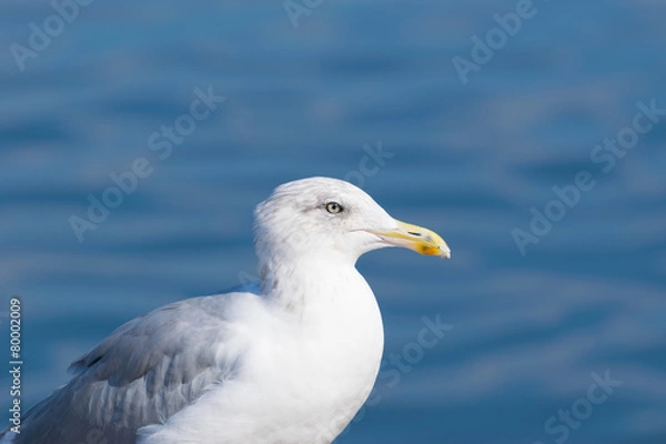 Fototapeta Seagull