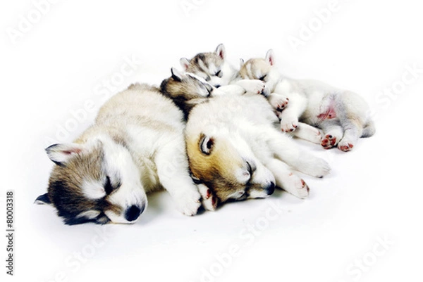 Fototapeta 귀여운 애완동물