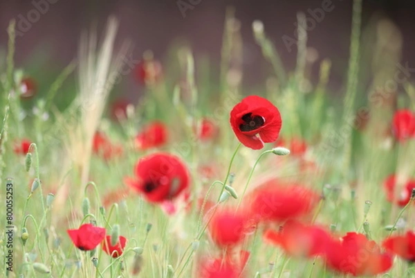 Obraz field of red poppies in spring