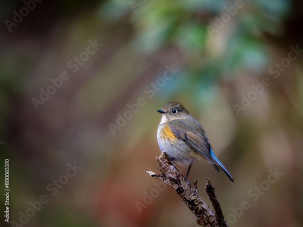 Fototapeta 森の中で枯れ木に留まっているルリビタキの雄