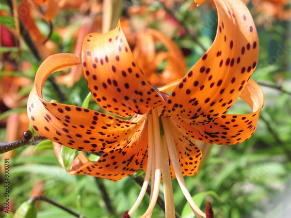 Obraz bright orange flower