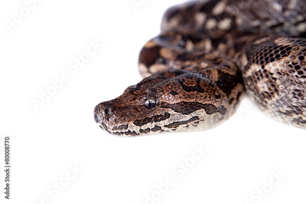 Fototapeta Dumerils Ground Boa on white