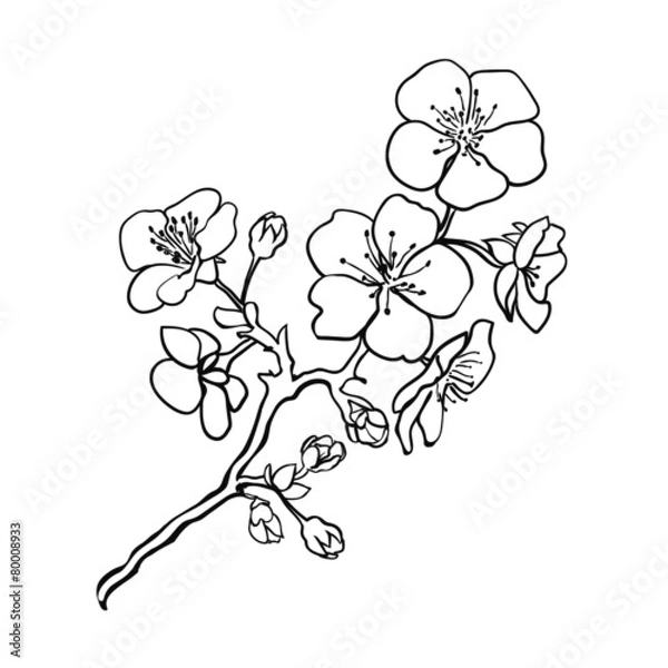 Obraz Twig Cherry Blossoms