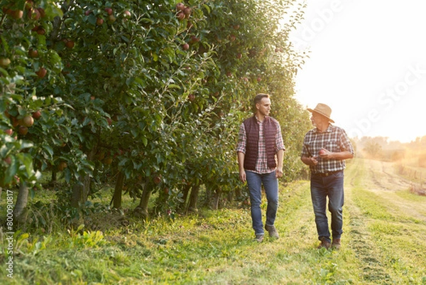 Obraz Two caucasian farmers walking along orchard field during sunset
