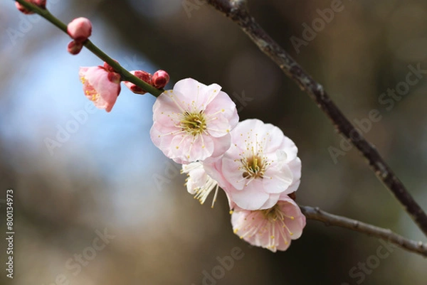Obraz 春の訪れを告げる梅の花