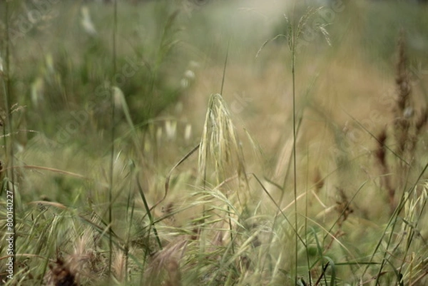 Obraz Beautiful green background with grass
