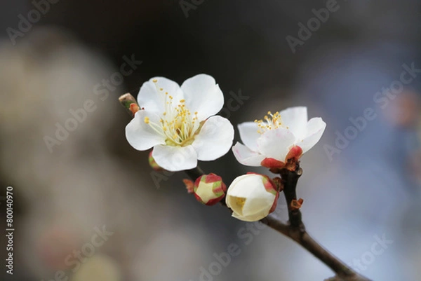 Obraz 白い梅の花