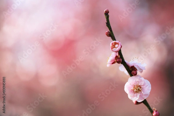 Obraz 背景が美しいピンク色の梅の花