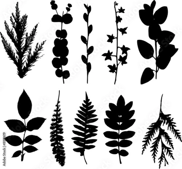 Fototapeta study of a leaf collection - deciduous and coniferous