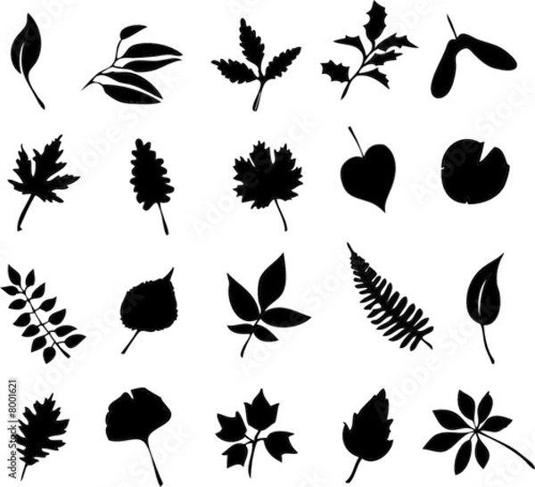 Fototapeta study of a leaf collection
