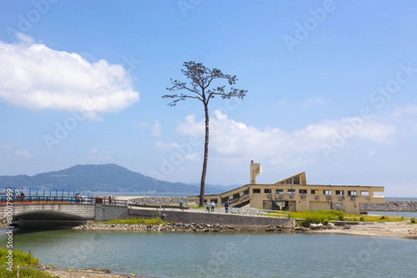 Obraz 陸前高田市　奇跡の一本松