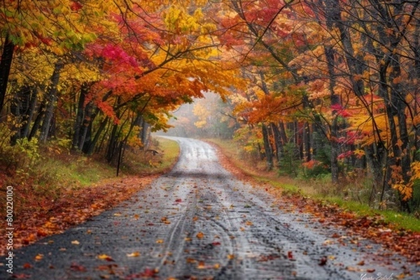 Fototapeta A road with trees on both sides and leaves on the ground
