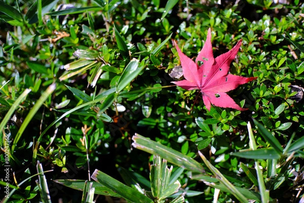 Obraz 京都府京都市　大原野神社　2023秋　紅葉　参道
