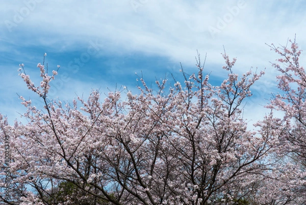 Fototapeta 美しい桜の季節　公園の桜　滋賀県大津市衣川緑地公園